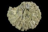 Pyritize Enrcusted Ammonite (Pleuroceras) Fossil - Germany #125406-1